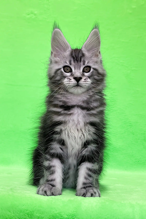 Daddy | maine coon kitten