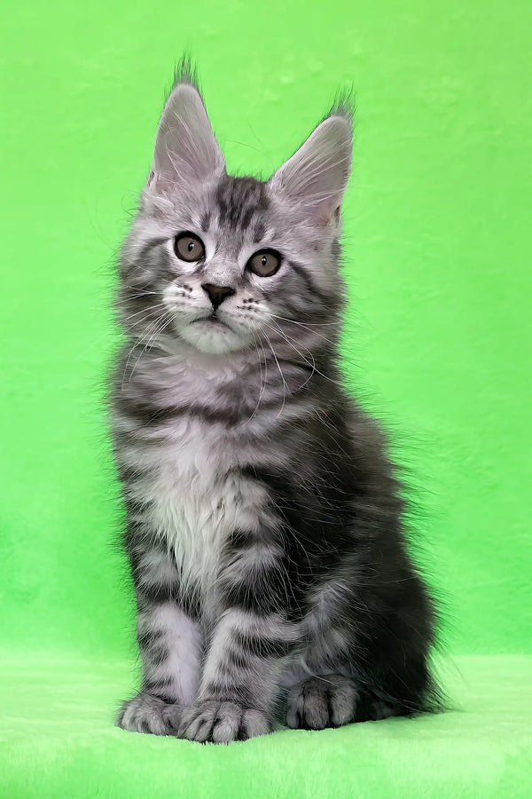 Daddy | maine coon kitten