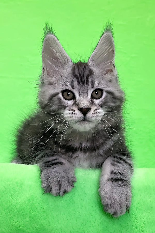 Daddy | maine coon kitten