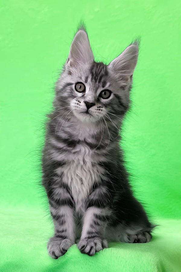 Daddy | maine coon kitten