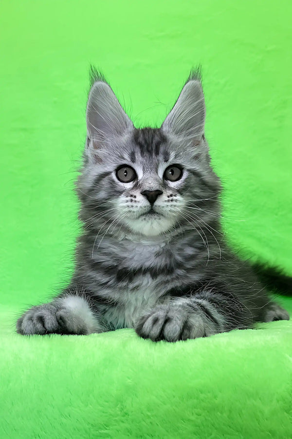 Daddy | maine coon kitten