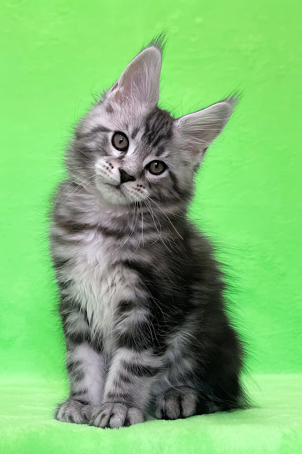 Daddy | maine coon kitten