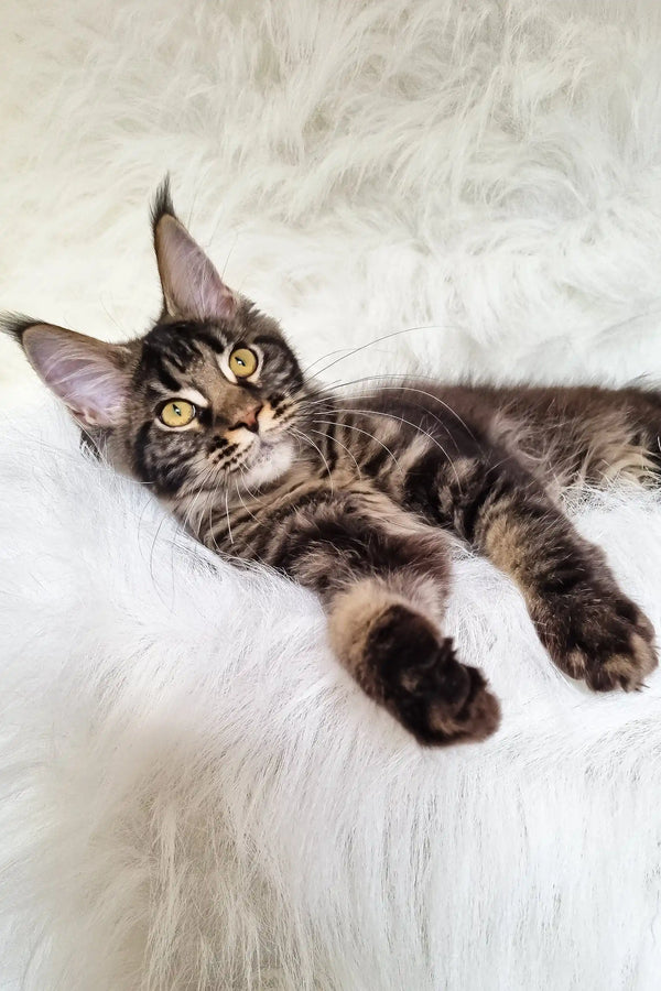 Daffi | maine coon kitten