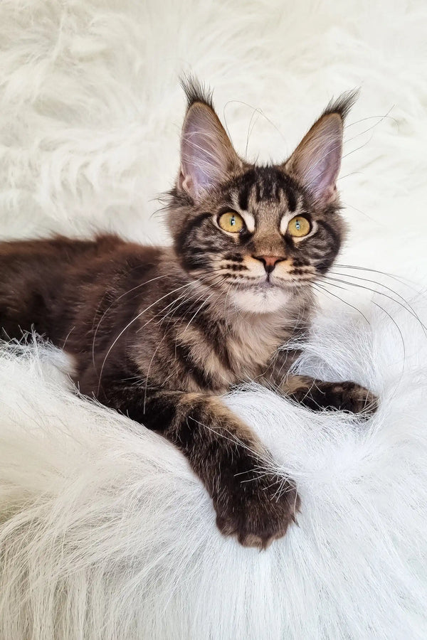 Daffi | maine coon kitten