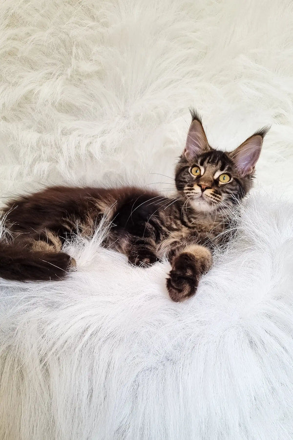 Daffi | maine coon kitten