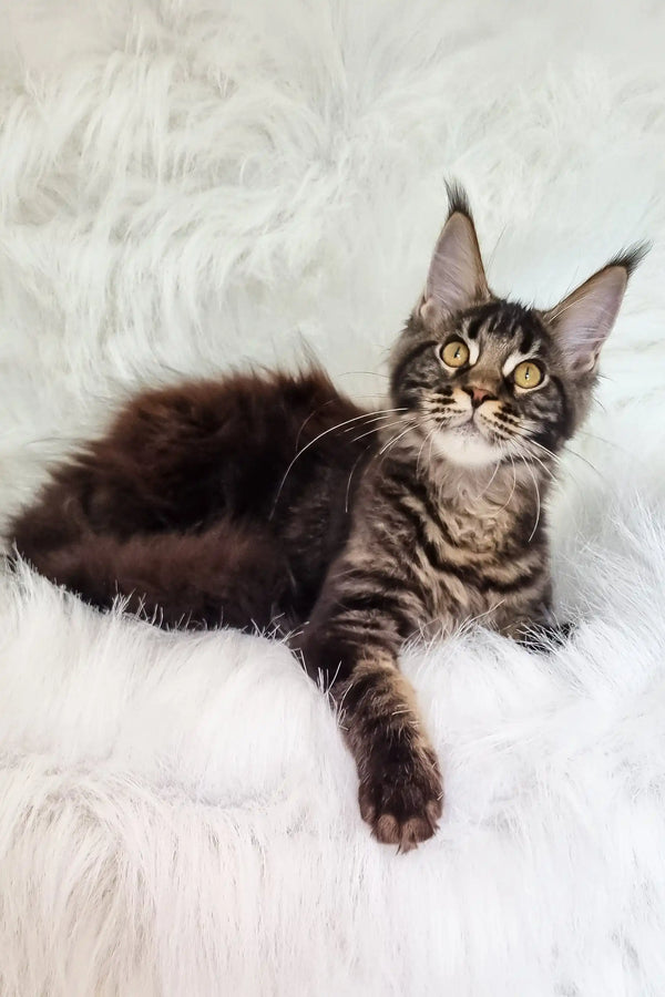 Daffi | maine coon kitten