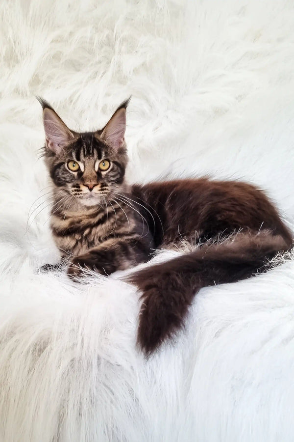 Daffi | maine coon kitten