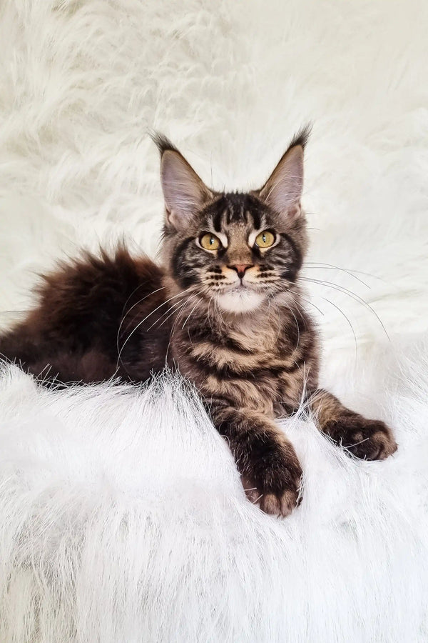 Daffi | maine coon kitten