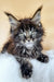 Maine Coon kitten Daffi with stunning blue eyes and long dark fur