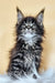 Fluffy black and silver Maine Coon kitten Daffi with blue eyes and ear tufts