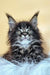 Fluffy black and white Maine Coon kitten Daffi with green eyes and ear tufts