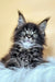 Fluffy black and white Maine Coon kitten Daffi with stunning blue eyes