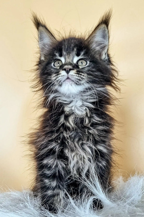 Fluffy black and white Maine Coon kitten with blue eyes and pointed ears named Daffi