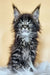 Majestic Maine Coon kitten Daffi with fluffy silver-tipped black fur and blue eyes