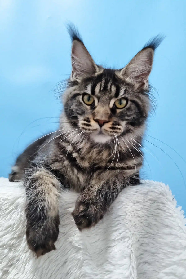 Daffy | maine coon kitten