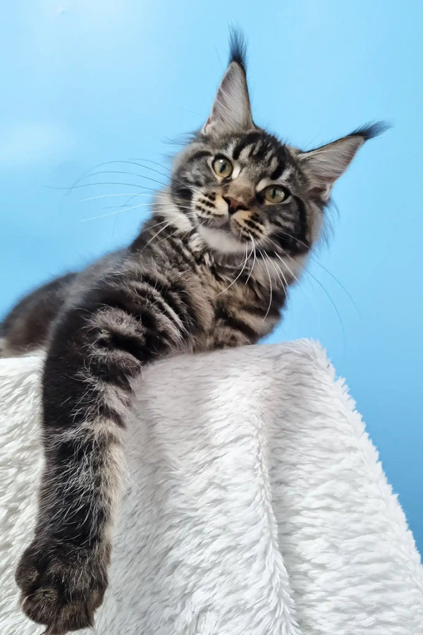 Daffy | maine coon kitten