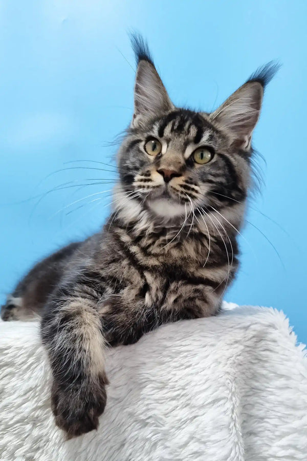 Daffy | maine coon kitten