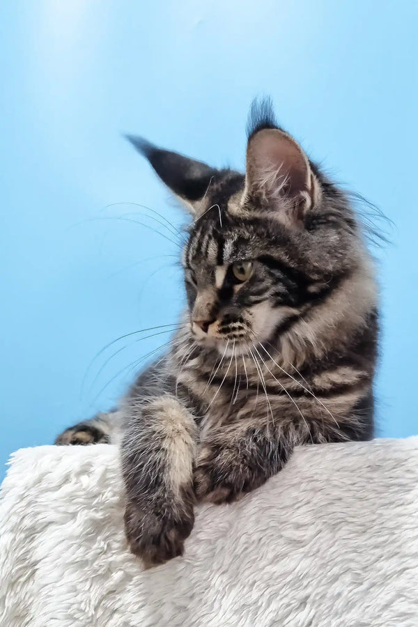 Daffy | maine coon kitten