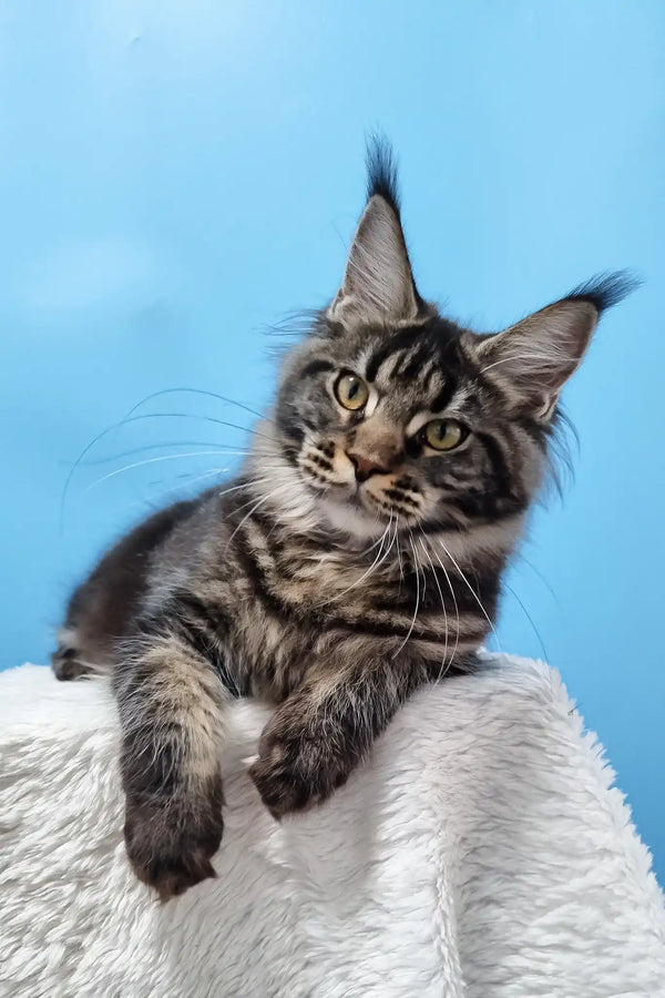 Daffy | maine coon kitten