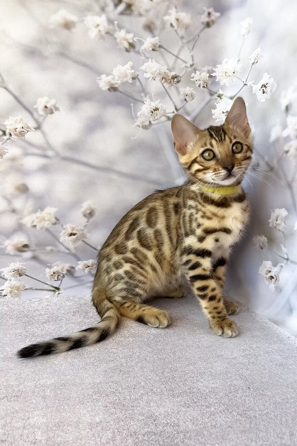 Dailin | bengal kitten