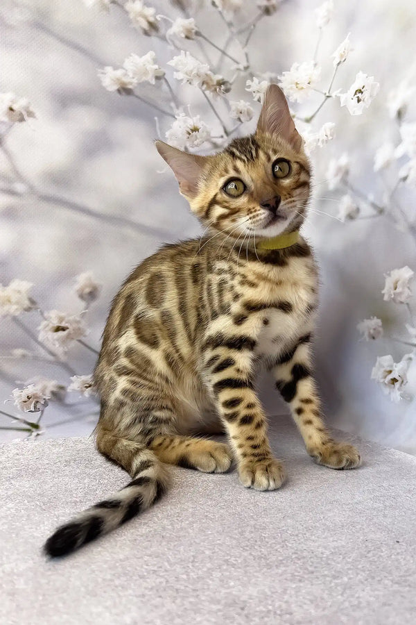 Dailin | bengal kitten