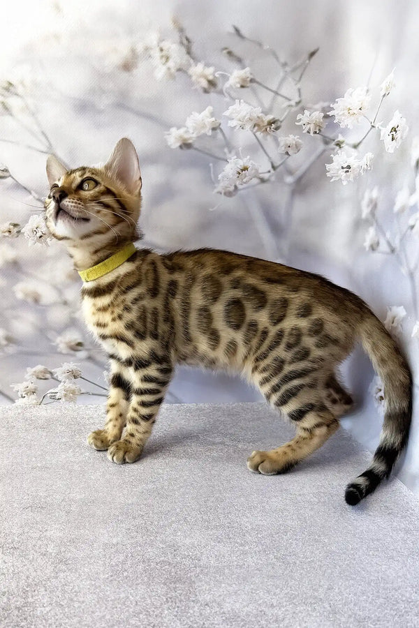 Dailin | bengal kitten