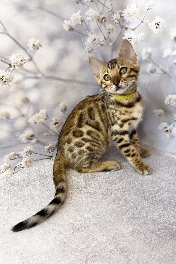 Dailin | bengal kitten