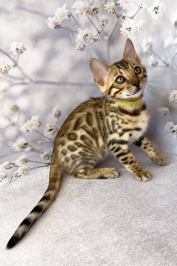 Dailin | bengal kitten