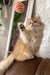 Daimon | british longhair kitten