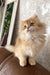 Daimon | british longhair kitten