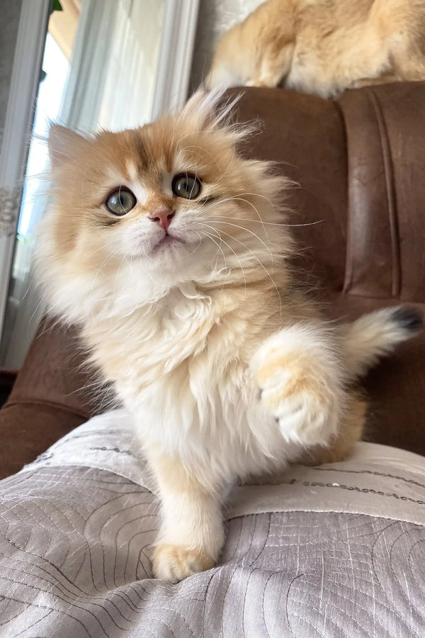 Daimon | british longhair kitten
