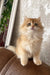 Daimon | british longhair kitten