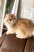 Daimon | british longhair kitten