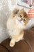 Daimon | british longhair kitten