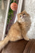 Daimon | british longhair kitten