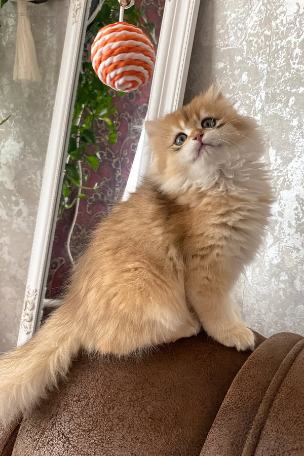 Daimon | british longhair kitten