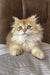 Daimon | british longhair kitten