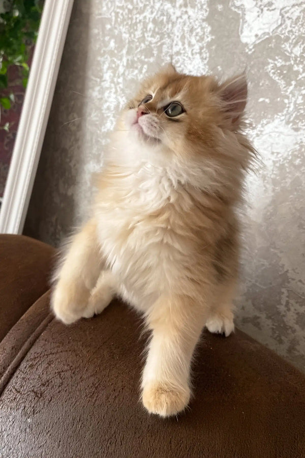 Daimon | british longhair kitten