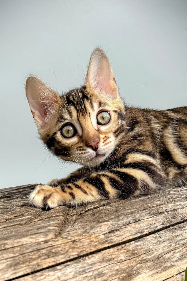 Daiquiri | bengal kitten