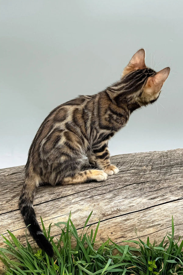 Daiquiri | bengal kitten