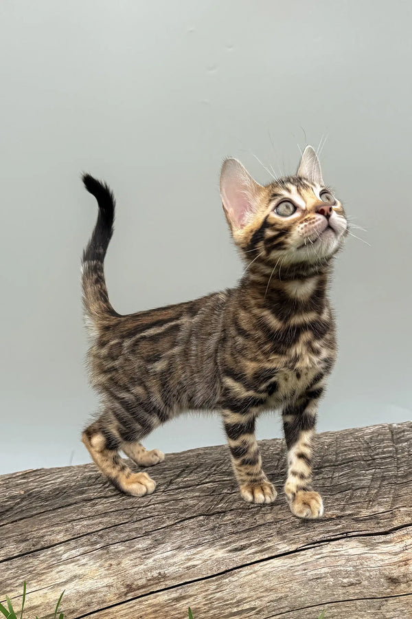 Daiquiri | bengal kitten