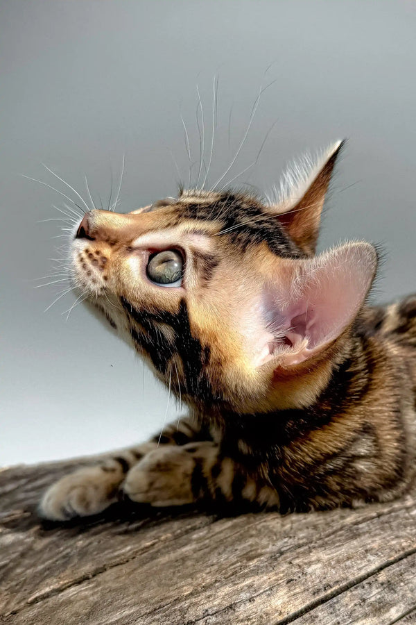 Daiquiri | bengal kitten