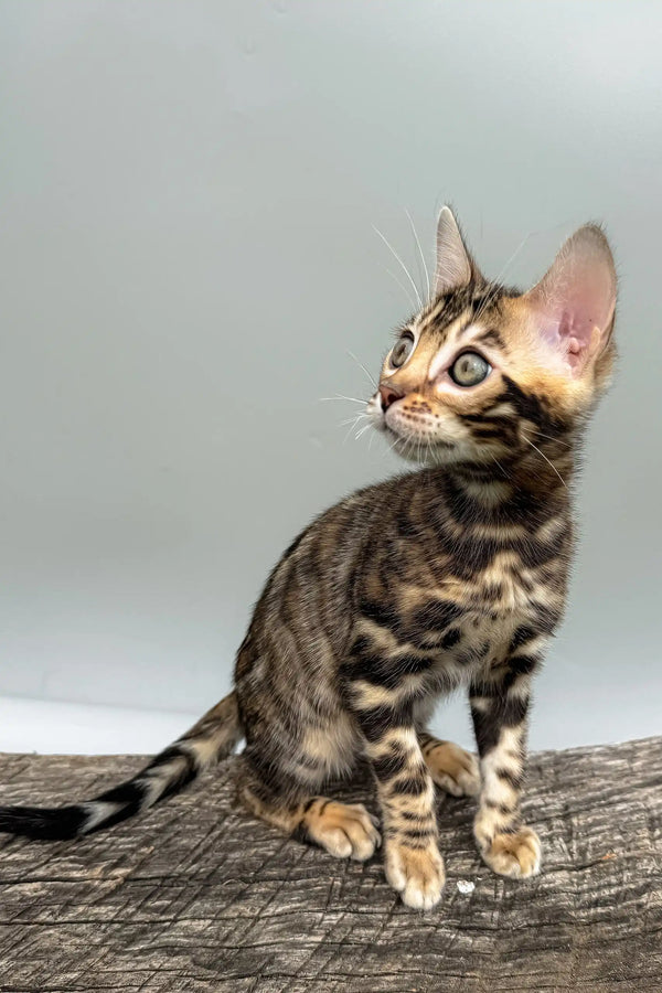 Daiquiri | bengal kitten