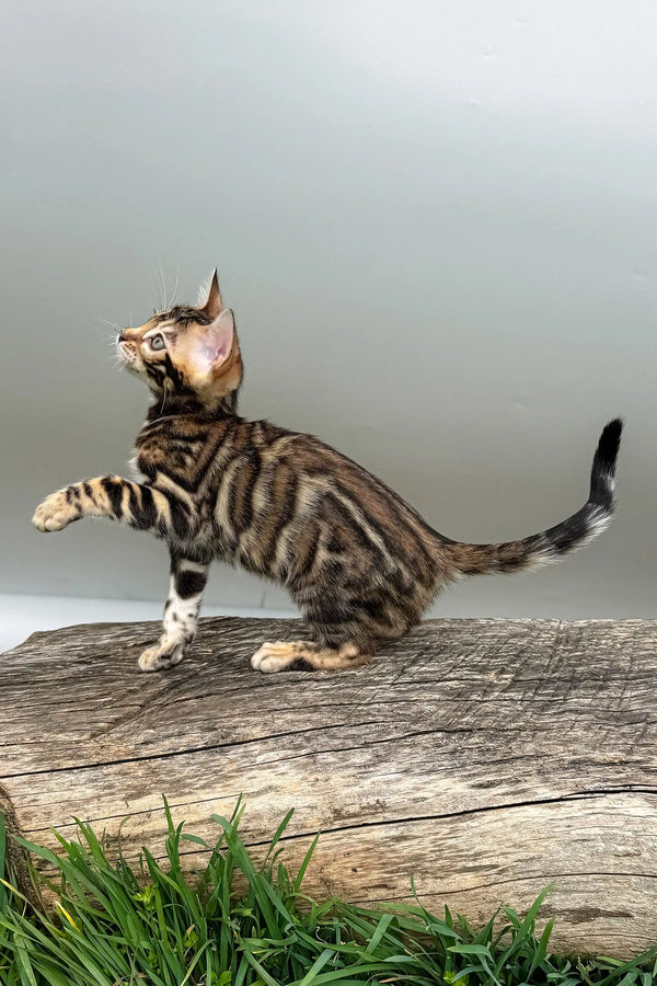 Daiquiri | bengal kitten