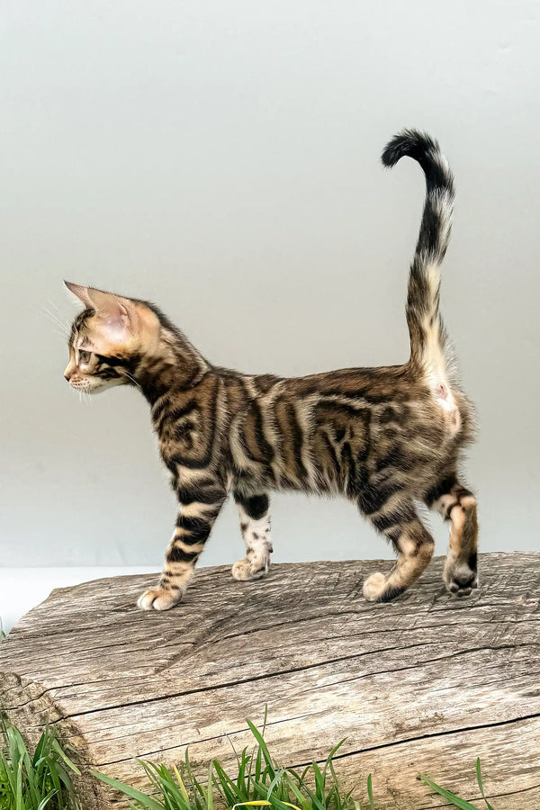 Daiquiri | bengal kitten