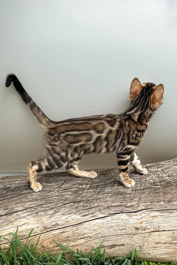 Daiquiri | bengal kitten