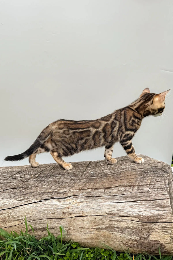 Daiquiri | bengal kitten