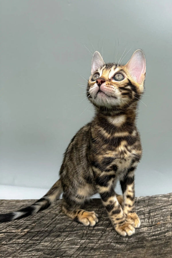 Daiquiri | bengal kitten