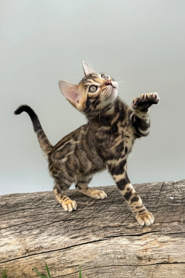 Daiquiri | bengal kitten