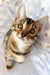 Adorable brown tabby kitten from Daisa, the cutest Bengal Kitten around!